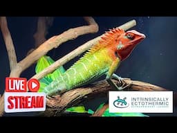 RARE Reptiles!  -  Chatting with Intrinsically Ectothermic Extraordinary Lizards