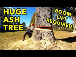 Cutting Down A Huge Ash Tree, With No Room To Drop It.