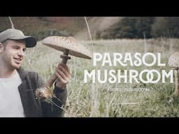 How to Identify The Parasol (Macrolepiota procera) - Mushroom Foraging UK