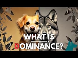 What is Dominance in Dogs?