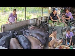 Go to the market to sell chickens, buy vegetables to grow. Take care of fattening pigs. (Ep 308).