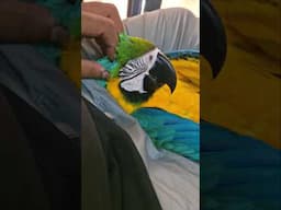 Macaw Relaxing | Happy Macaw | #macaws #ShaikhTanveer #Exoticpets