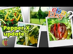 "Pepper X" update. ebay/Etsy Chilli Seeds Experiment - August