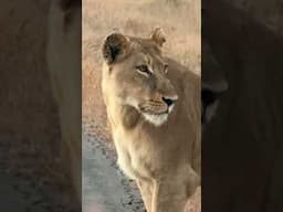 Finding most beautiful Lioness in South Africa