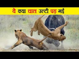 चाल उल्टी पड़ गई | Herbivorous Animals that can Destroy Carnivores