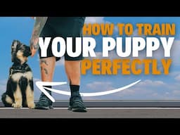 How To Train Your Puppy!