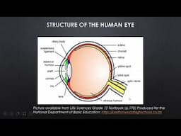 LIFE SCIENCES: HUMAN EYE GRADE 12