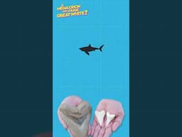 Is Megalodon Just A Huge Great White Shark? DEBUNKED #debunked #debunkingmyths #megalodon #largest