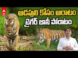 Tigers Fear Adilabad District Ground Report | విరహ వేదనతో గ్రామాలపై విరుచుకుపడుతున్న పెద్దపులి | ABP