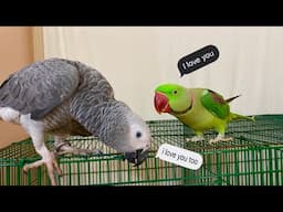 Alexandrine Parrot Talking with Grey parrot - TalkingParrot