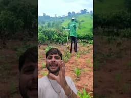 Un ESPANTAPÁJAROS un tanto ATERRADOR 😂 pero Efectivo 🌿 #plantas #viralvideo #shorts