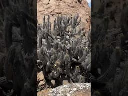 Ancient cacti of Chile’s coastal desert 😍