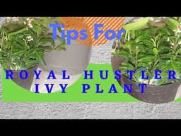 How to Care For Royal Hustler Ivy  (Hedera Helix) - ep 2