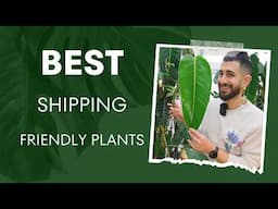 Top 6 Tropical Houseplants for Smooth Shipping 🪴🚢