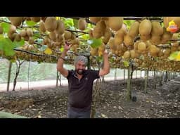 How Kiwi Fruits Growing |Taste of Red kiwi | kiwi Plantation Timing|Kiwi Farming Best timing