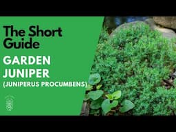 The Short Guide to the Garden Juniper (Juniperus Procumbens)