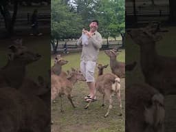 Deer Cookie Disaster:  Nara Japan