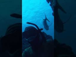 Diving with a school of ulua (giant trevally).