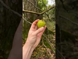 Foraging for Wild Apples in an Ancient Woodland #foraging #wildfoodforaging