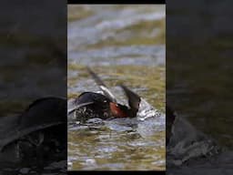 Harlequin Ducks diving in the rapids. #harlequin #duck #birds #wildlife #birdphotography #nature