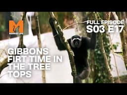 Treetop Adventure | Season 3 Episode 17 | Full Episode | Monkey Life