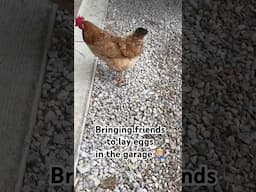 Who else has a house chicken? #facebook #chicken #friends #fyp #funny #farm #zioncreekfarm