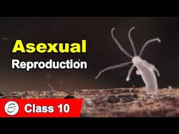 Modes of Reproduction used by Single Organisms || Asexual Reproduction || in Hindi for Class 10