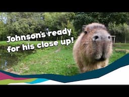 Johnson the Capybara Gets a Health Check!