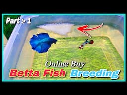 😍 How To Buy Betta Fish Online For Betta Fish Breeding 😍