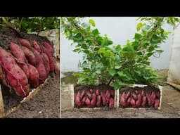 Unbelievable! Grow Sweet Potatoes Twice as Big Using Just a Styrofoam Box!