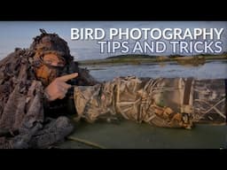 How to photograph shorebirds - BIRD PHOTOGRAPHY in the field