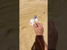 Most relaxing voice at new zealand Beach.