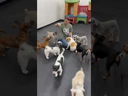 “Recess” during our Back to School week at Doggie Daycare!