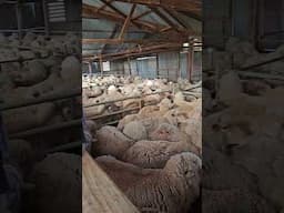 Station shearing #farming #sheepfarming #animal #sheepranch #sheep #farm #livestock #shear