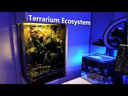 Terrarium Ecosystem - Dart Frog Vivarium Update