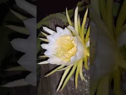 MASSIVE Dragon Fruit Flower 🌺 Nocturnal Flower Pollinated By Bats 🦇 #dragonfruitflower #nocturnal