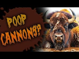 The Bonnacon: Wielding Poop as a Weapon