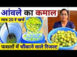 खेती में आंवले का कमाल| Best organic fertilizer pesticide & fungicide | highpower organic fertilizer