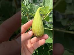 Fico Salame - Similar to Verdolino #fig #figtree #figboss #gardeningtips #fruittrees