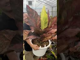 Trailer - Anthurium Master Breeder - The Most 🌈 Colorful Anthurium Foliage + The Night Dragon!