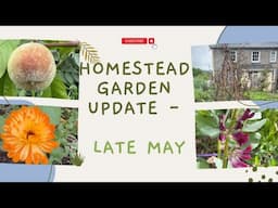 Homestead Garden Update Late May