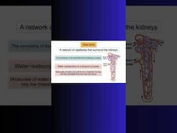 VASA RECTA!  LOOP OF HENLE! COUNTERCURRENT! KIDNEYS! #kidney #water #physiology #cellbiology #cell