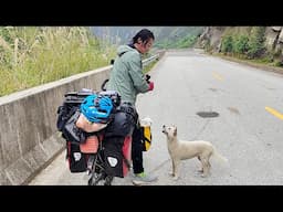 "If you follow us to campsite,I'll take you in"A stray dog followed a cycling couple for over 200 km