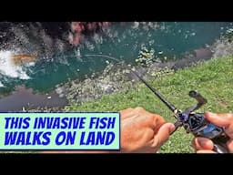 Invasive Fish Walks on Land!  Snakehead Fishing