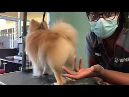 Full coated Pomeranian haircut