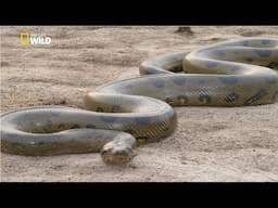 Green Anaconda [National Geographic Documentary HD 2017]