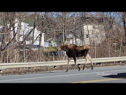 Moose crossing Timpany Blvd in Gardner, Massachusetts