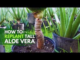 How To Replant Tall Aloe vera