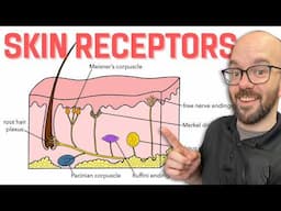 Sensory Receptors of the Skin | Integumentary System