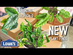 Finding a NEW RARE Trending Tropicals plant from Costa Farms and Urban Jungles NEW Houseplants!